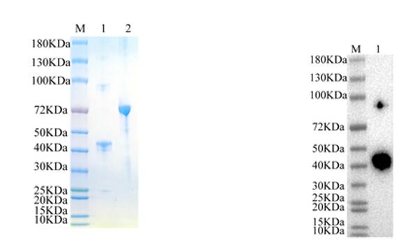 1. Chicken ovalbumin <br />2. BSA